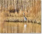 GreatBlueHeron_ChincoNWR_2025Nov_R5A26171