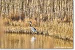 GreatBlueHeron_ChincoNWR_2025Nov_R5A26172