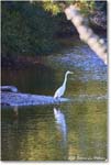 GreatEgret_ChincoNWR_2025Nov_R5A26209