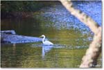 GreatEgret_ChincoNWR_2025Nov_R5A26210