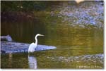 GreatEgret_ChincoNWR_2025Nov_R5A26216