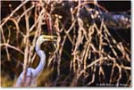 GreatEgret_ChincoNWR_2025Nov_R5A26218