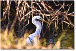 GreatEgret_ChincoNWR_2025Nov_R5A26220