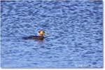 HoodedMerganser_ChincoNWR_2025Nov_R5A26186