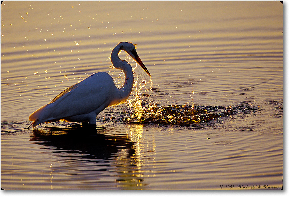 GreatEgretFishing_ChincoNWR_2000Jun_RLM-E-- copy