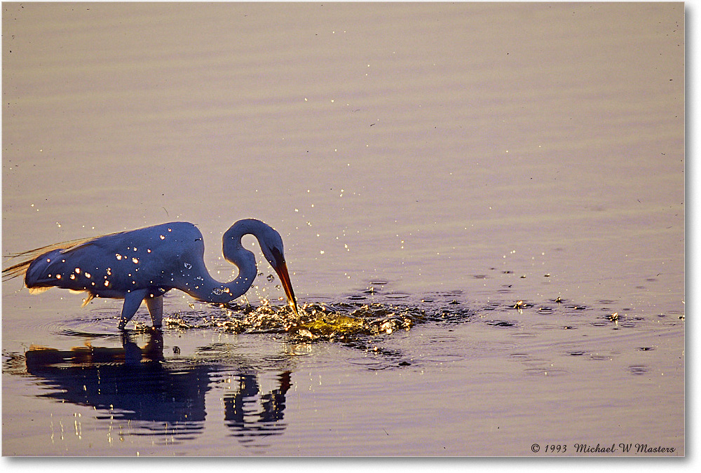 GreatEgretFishing_ChincoNWR_2000Jun_RLM-E22 copy