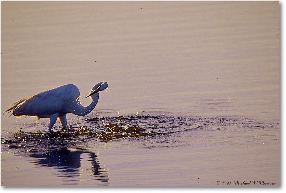 GreatEgretFishing_ChincoNWR_2000Jun_RLM-E24 copy