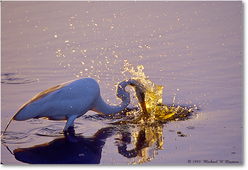 GreatEgretFishing_ChincoNWR_2000Jun_RLM-E25b copy