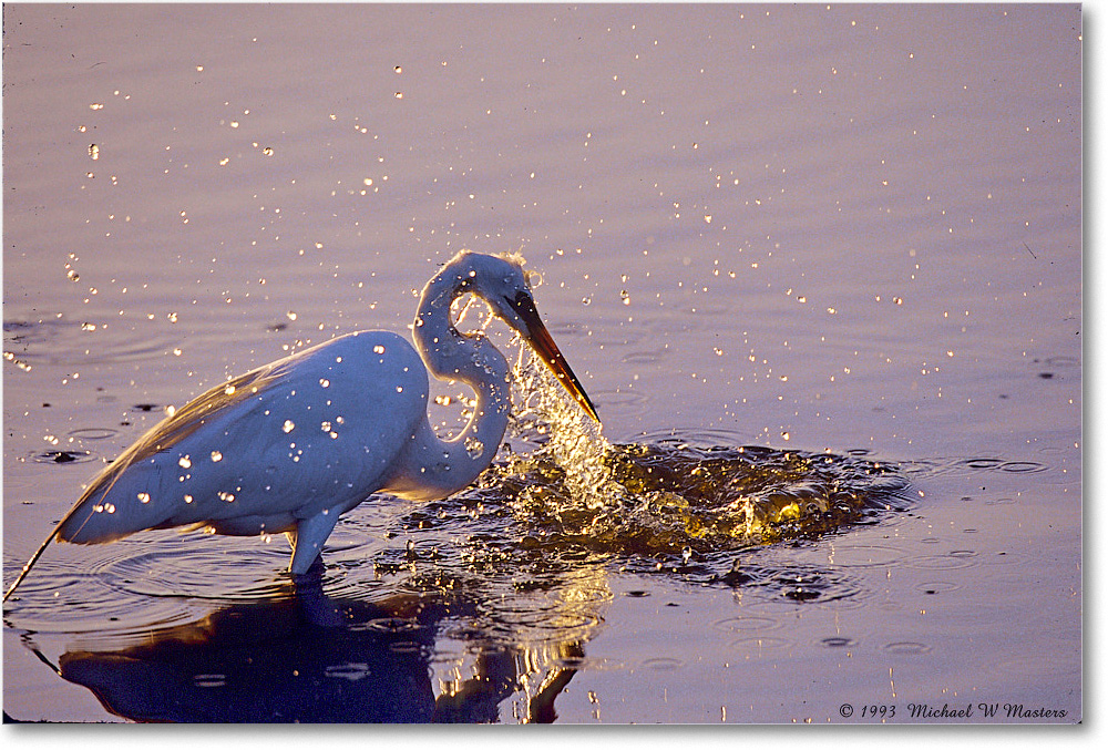 GreatEgretFishing_ChincoNWR_2000Jun_RLM-E26 copy