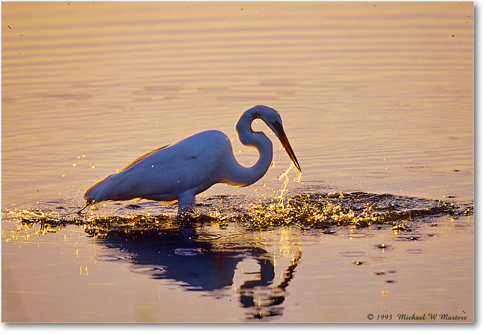 GreatEgretFishing_ChincoNWR_2000Jun_RLM-E32 copy