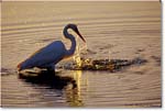 GreatEgretFishing_ChincoNWR_2000Jun_RLM-E-- copy