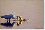 GreatEgretFishing_ChincoNWR_2000Jun_RLM-E21 copy