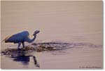 GreatEgretFishing_ChincoNWR_2000Jun_RLM-E24 copy