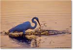 GreatEgretFishing_ChincoNWR_2000Jun_RLM-E25 copy