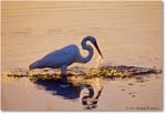 GreatEgretFishing_ChincoNWR_2000Jun_RLM-E32 copy