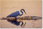 GreatEgretFishing_ChincoNWR_2000Jun_RLM-E33 copy