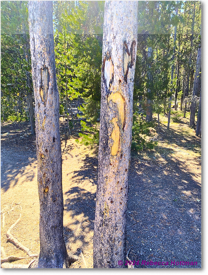 Yellowstone_Aug01Thu_IMG_5402 copy