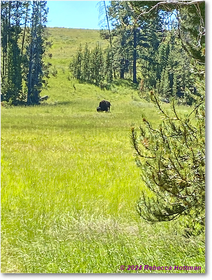 Yellowstone_Aug01Thu_IMG_5413 copy
