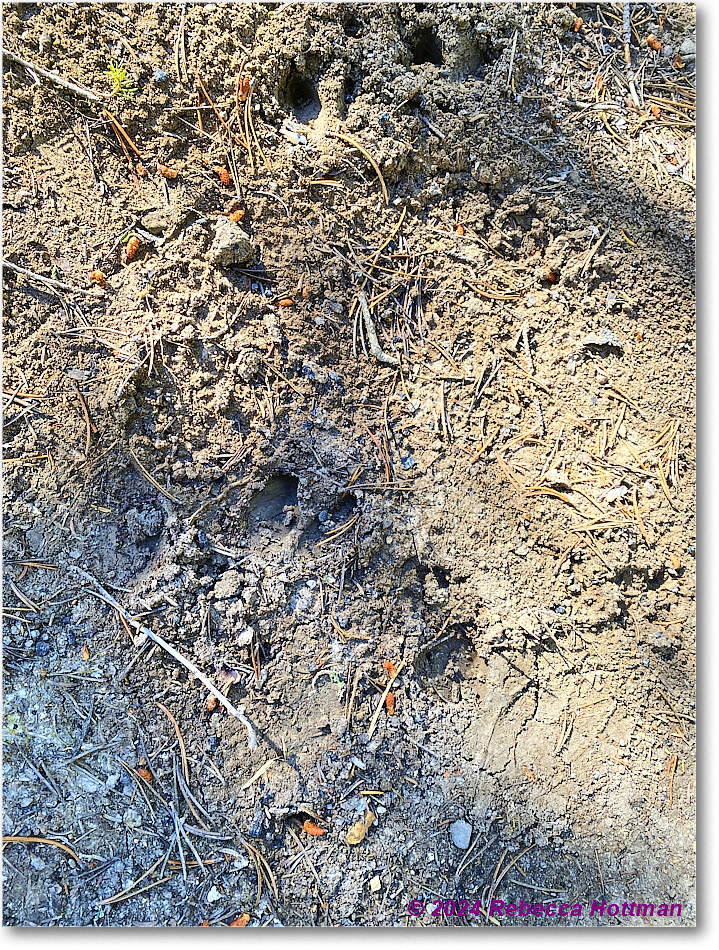 Yellowstone_Aug01Thu_IMG_5417 copy