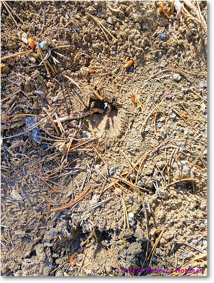 Yellowstone_Aug01Thu_IMG_5418 copy