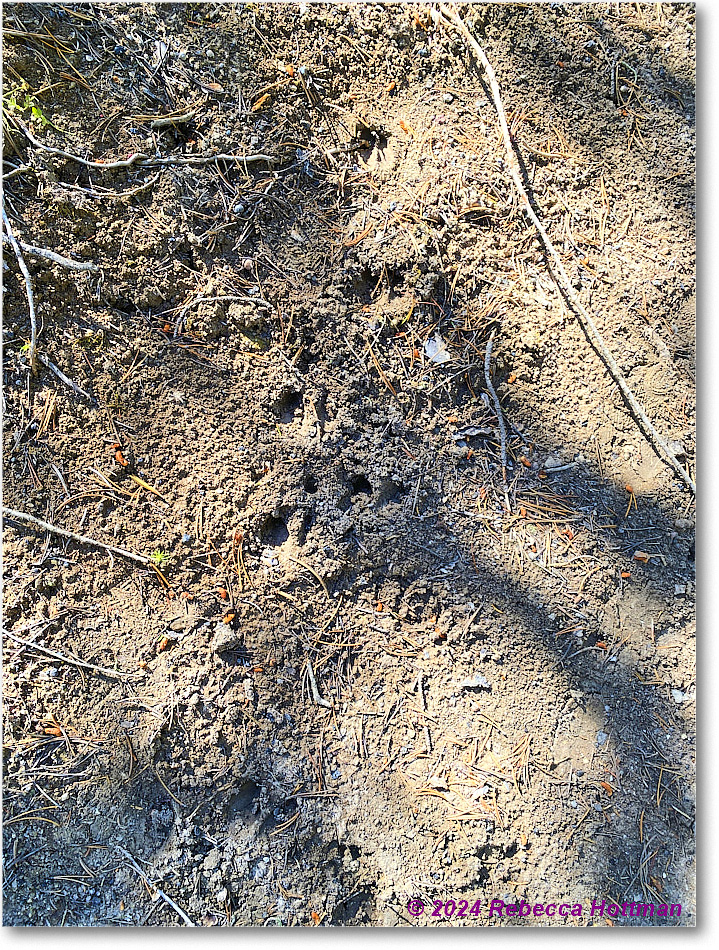 Yellowstone_Aug01Thu_IMG_5419 copy