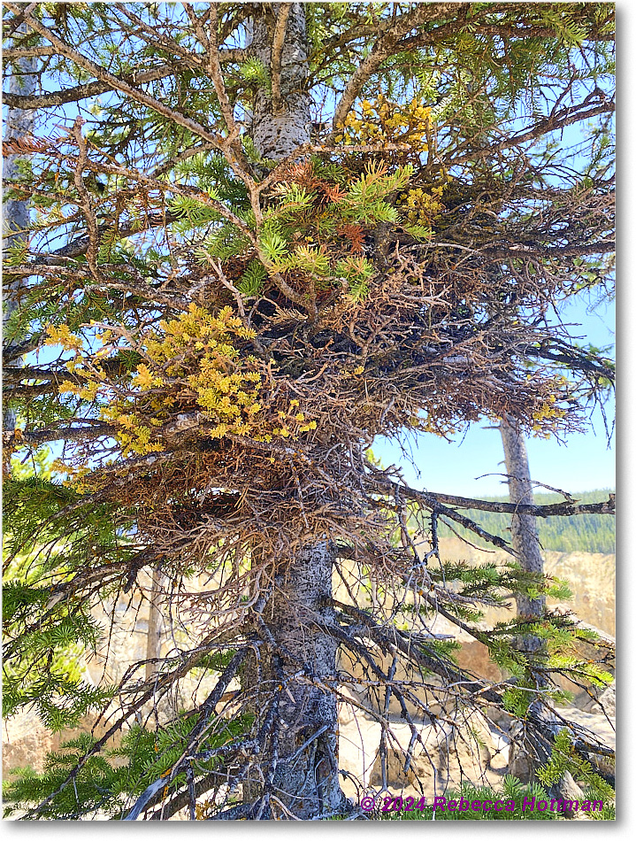 Yellowstone_Aug01Thu_IMG_5449 copy