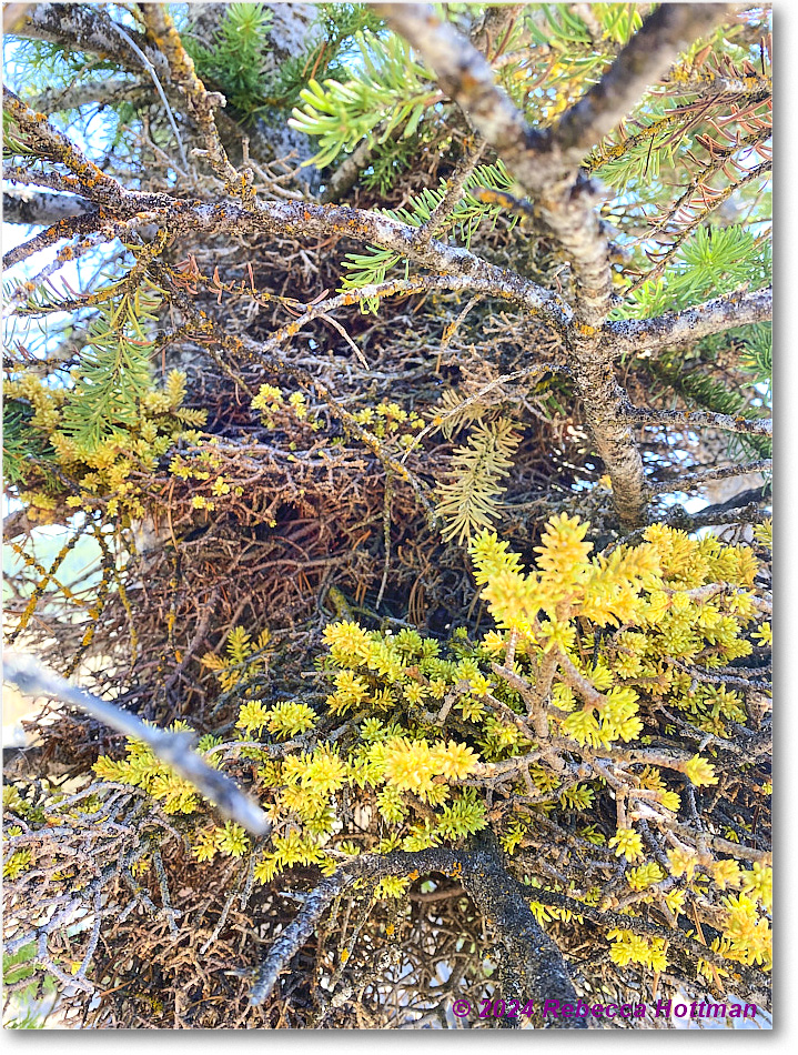 Yellowstone_Aug01Thu_IMG_5450 copy