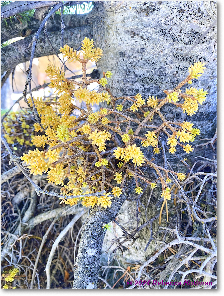 Yellowstone_Aug01Thu_IMG_5452 copy