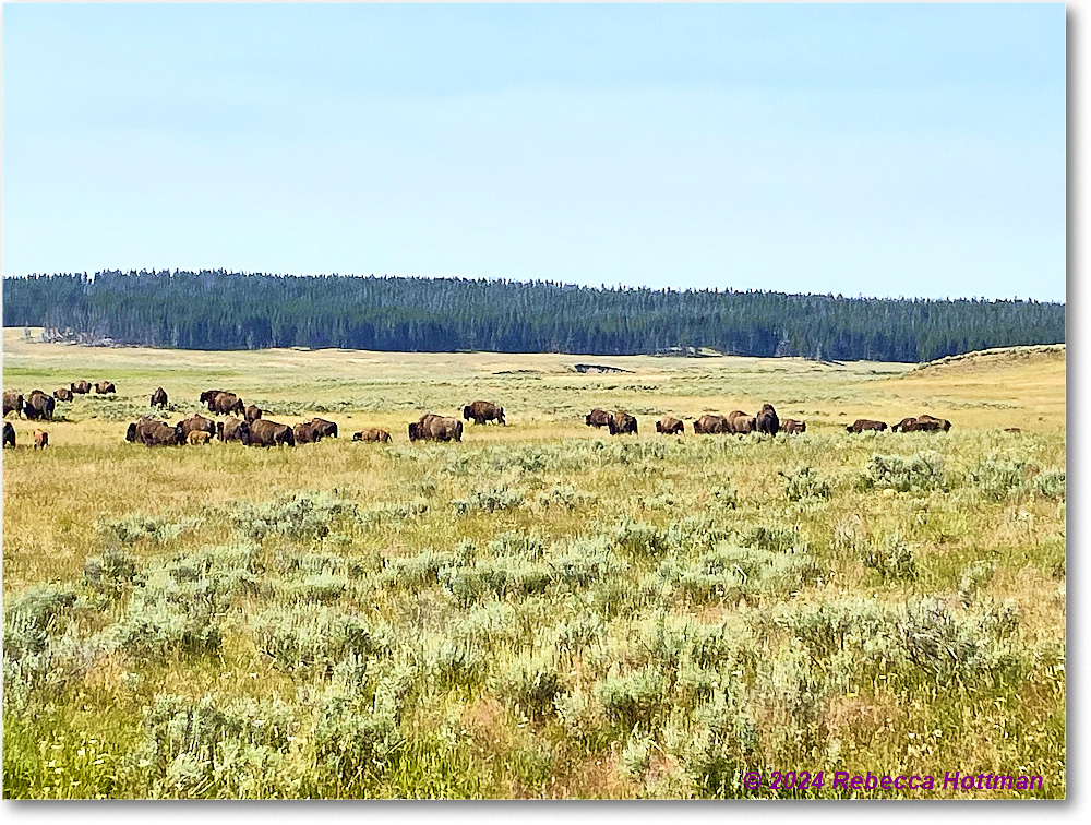 Yellowstone_Aug02Fri_IMG_5492 copy