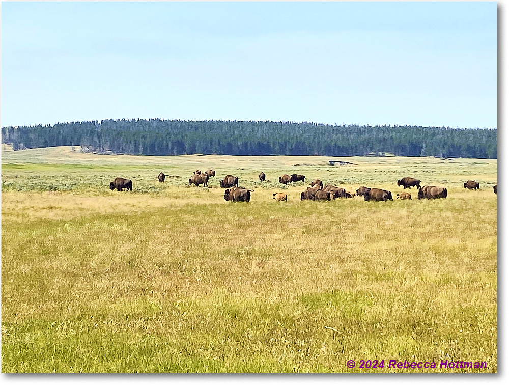 Yellowstone_Aug02Fri_IMG_5493 copy