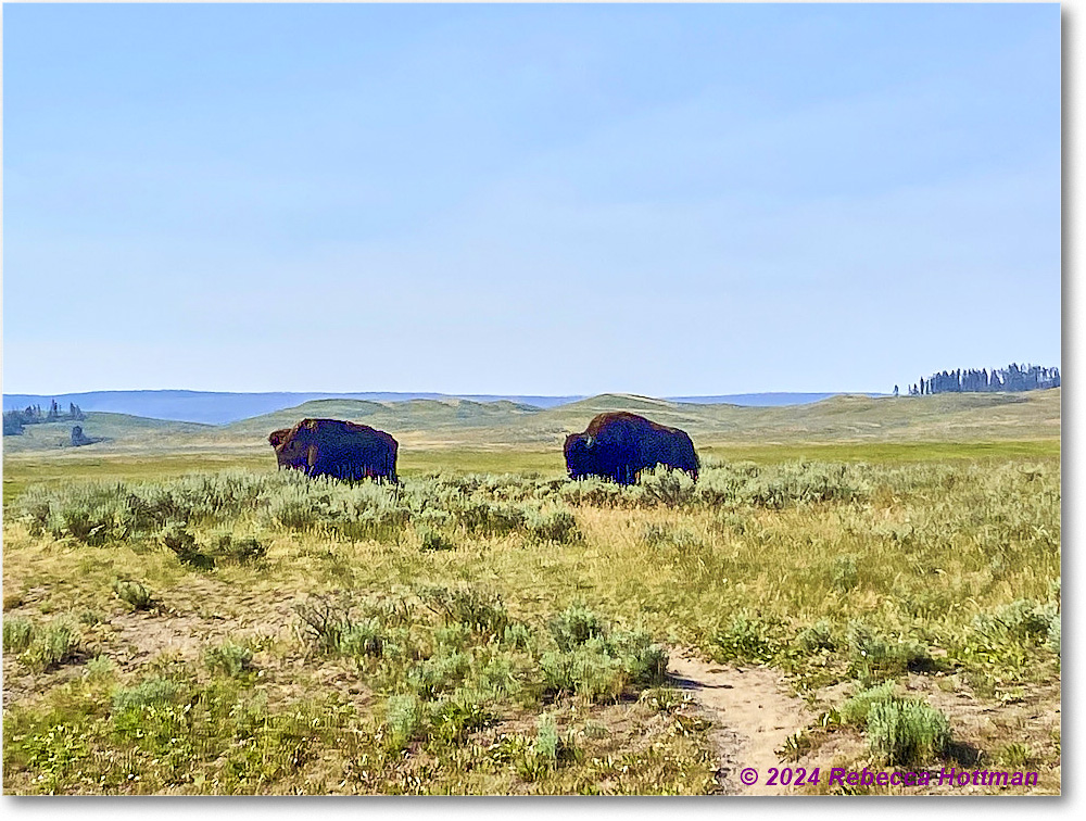 Yellowstone_Aug02Fri_IMG_5494 copy