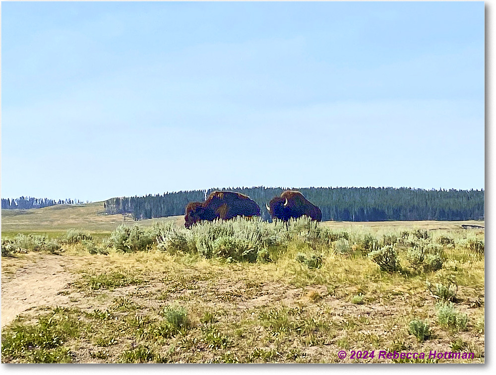 Yellowstone_Aug02Fri_IMG_5495 copy
