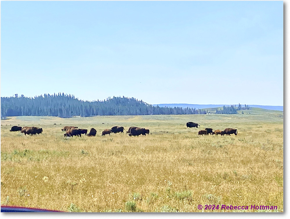 Yellowstone_Aug02Fri_IMG_5496 copy