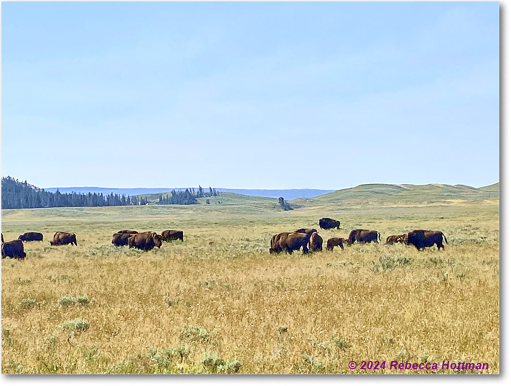 Yellowstone_Aug02Fri_IMG_5497 copy