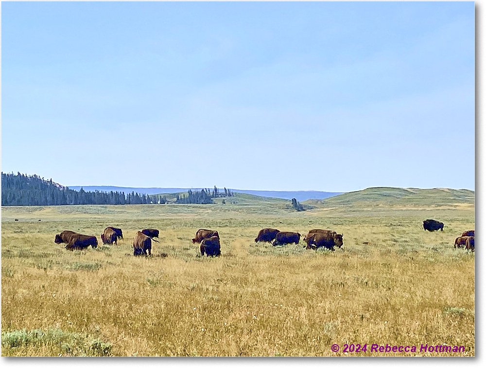 Yellowstone_Aug02Fri_IMG_5498 copy