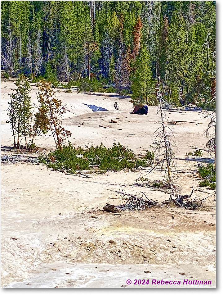 Yellowstone_Aug02Fri_IMG_5507 copy