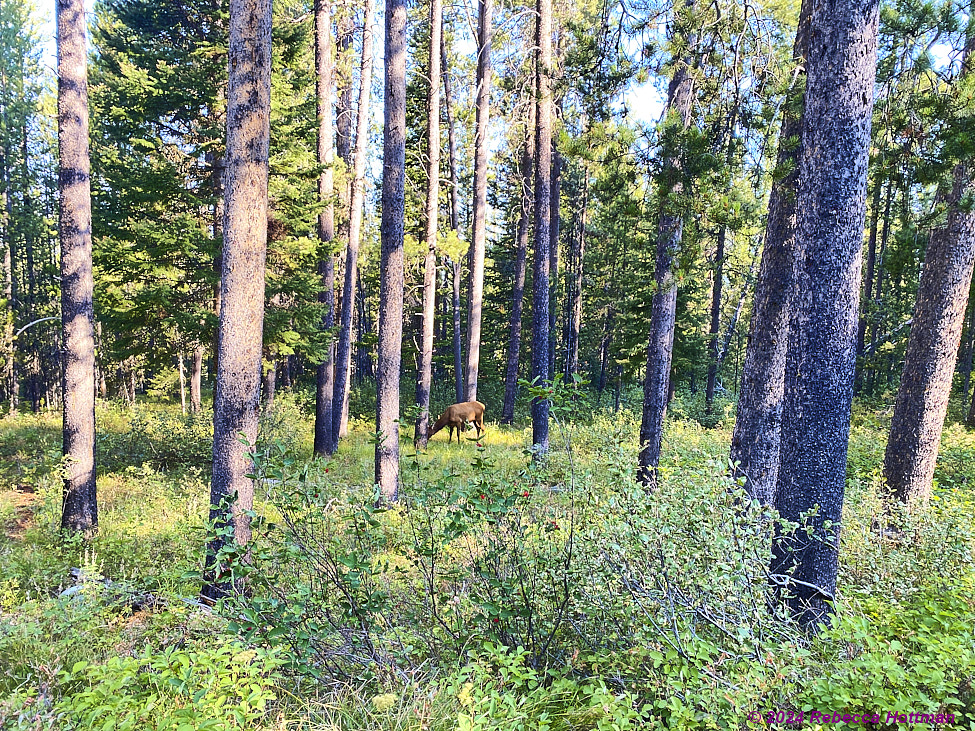 Yellowstone_Aug05Mon_IMG_5660