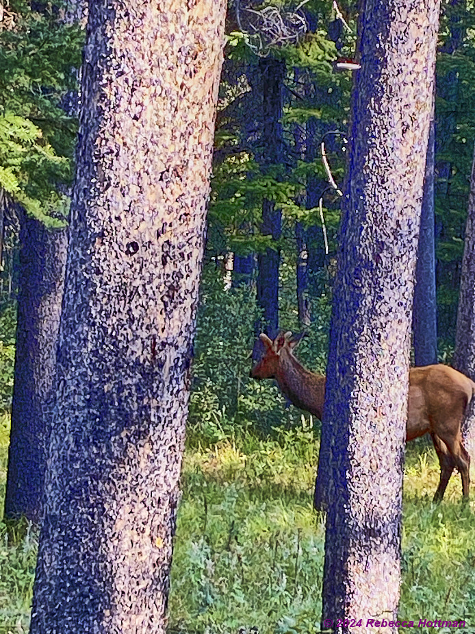 Yellowstone_Aug05Mon_IMG_5662