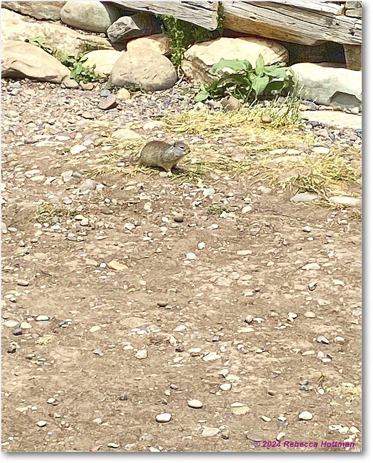 Yellowstone_Jul25Thu_IMG4947 copy