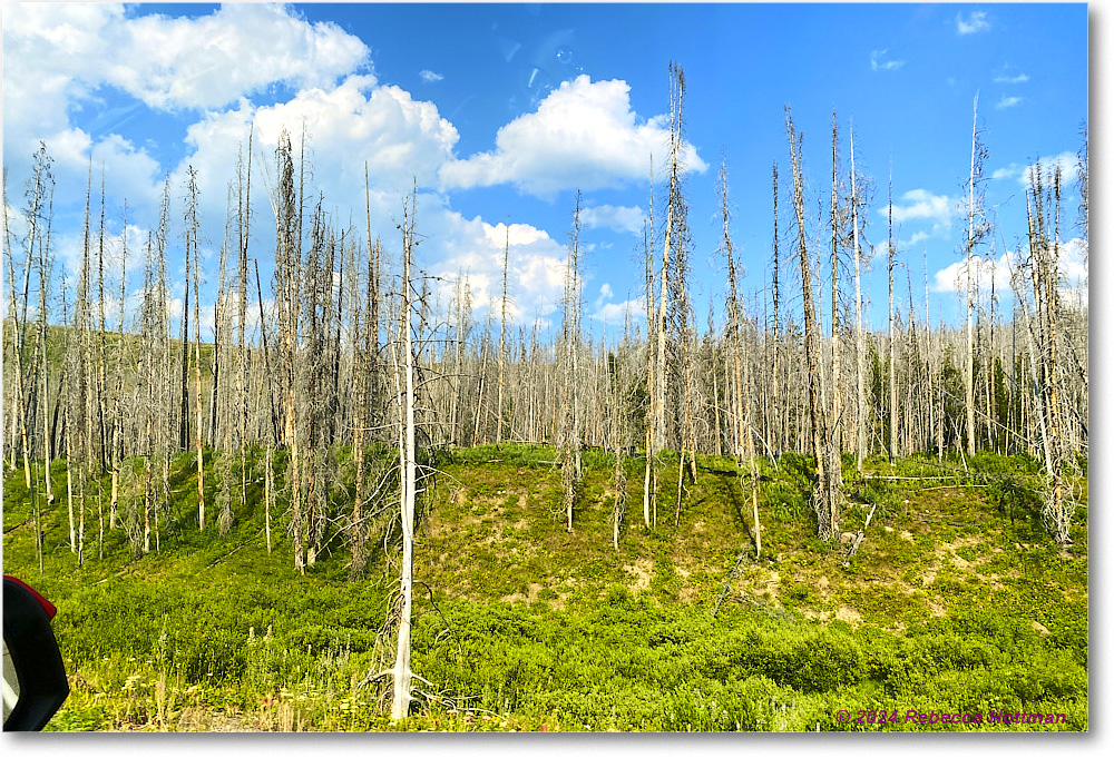 Yellowstone_Jul25Thu_IMG4957 copy