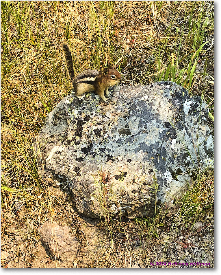 Yellowstone_Jul26Fri_IMG_4992 copy