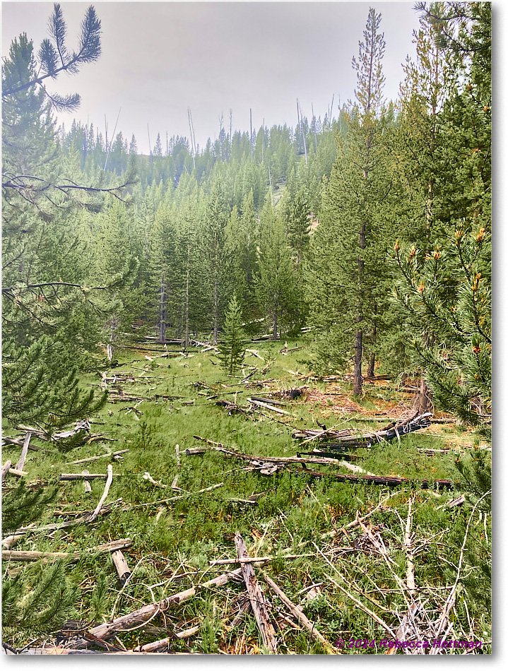 Yellowstone_Jul28Sun_IMG_5096 copy