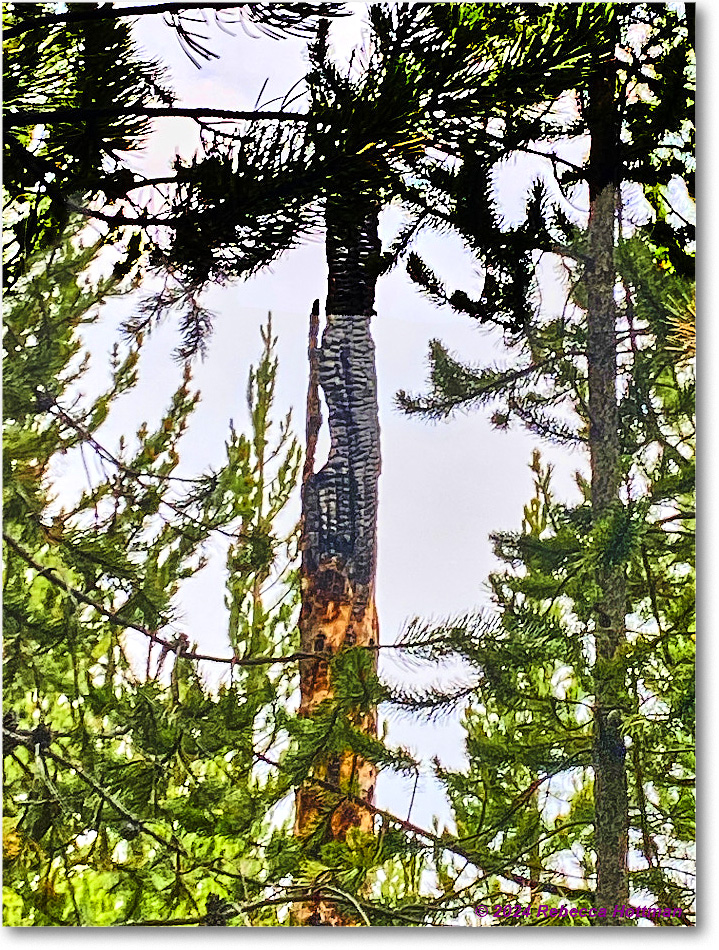 Yellowstone_Jul28Sun_IMG_5101 copy