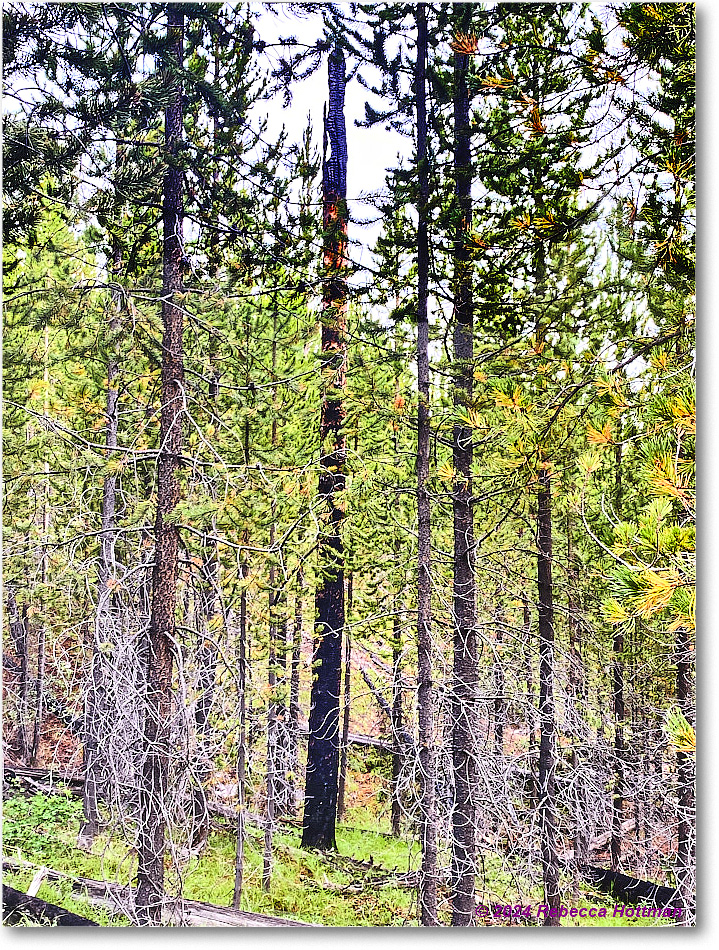 Yellowstone_Jul28Sun_IMG_5102 copy