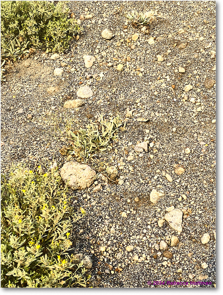 Yellowstone_Jul28Sun_IMG_5110 copy