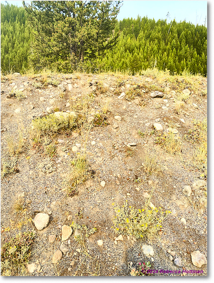 Yellowstone_Jul28Sun_IMG_5112 copy