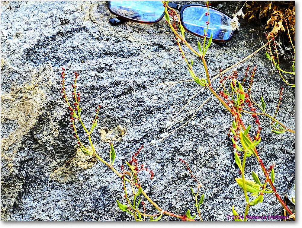 Yellowstone_Jul28Sun_IMG_5119 copy