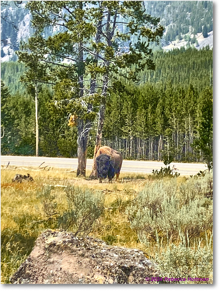 Yellowstone_Jul28Sun_IMG_5165 copy