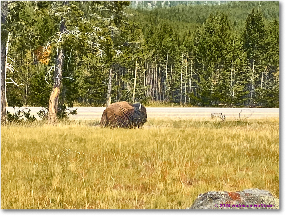 Yellowstone_Jul28Sun_IMG_5166 copy