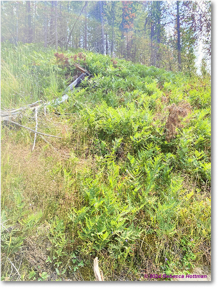 Yellowstone_Jul28Sun_IMG_5178 copy